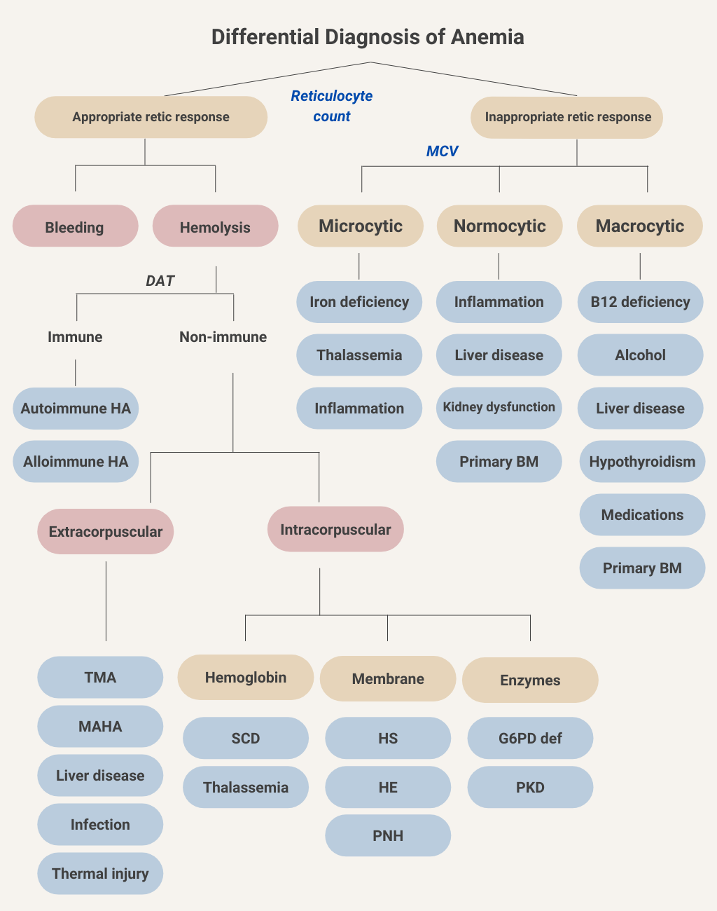 how-is-anemia-classified-the-blood-project