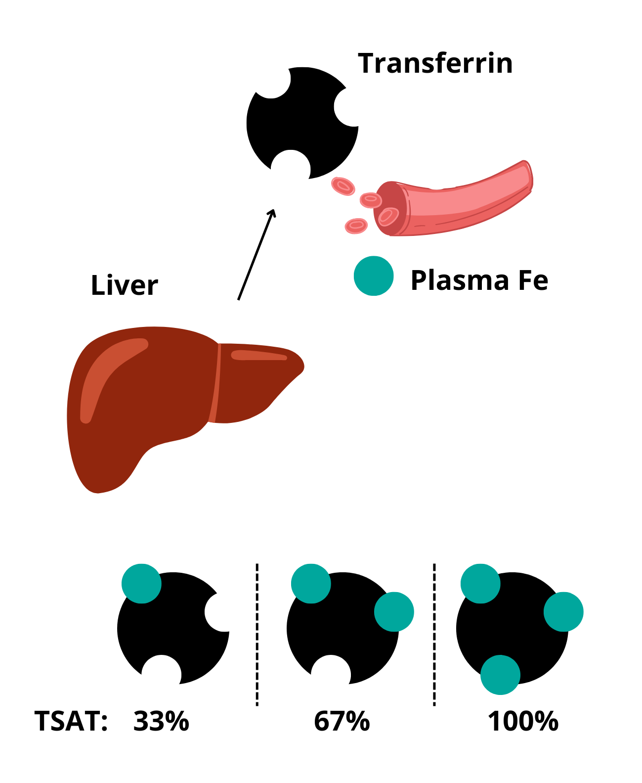 what-is-a-normal-value-for-transferrin-saturation-tsat-the-blood