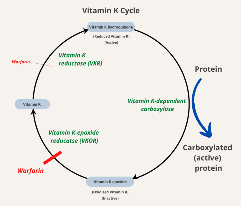 How does vitamin K work in reversing vitamin K antagonists? • The Blood