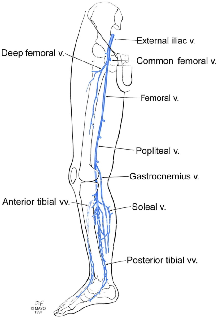 superficial femoral vein