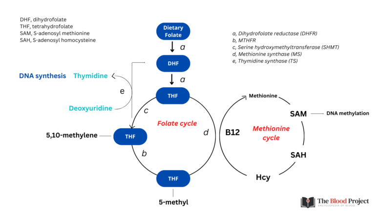 Folate Cycle • The Blood Project