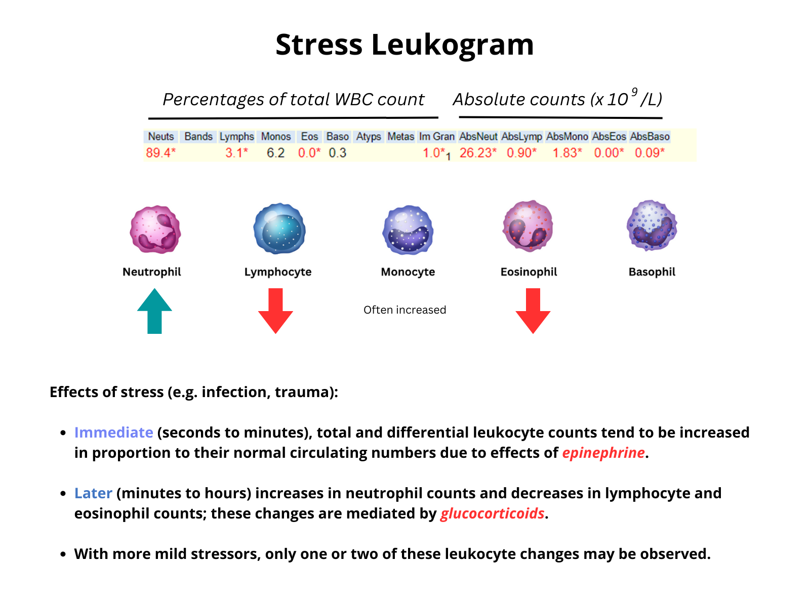 stress-leukogram-the-blood-project