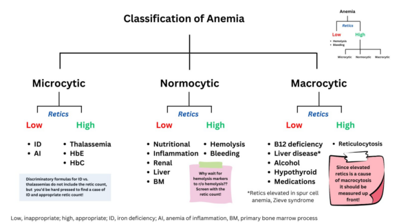 Morphological Classification Of Anemia The Blood Project