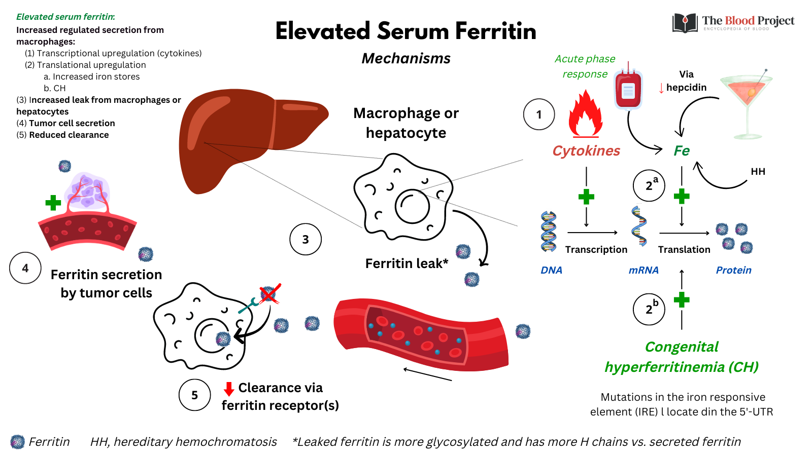 Mechanisms of Elevated Serum Ferritin • The Blood Project