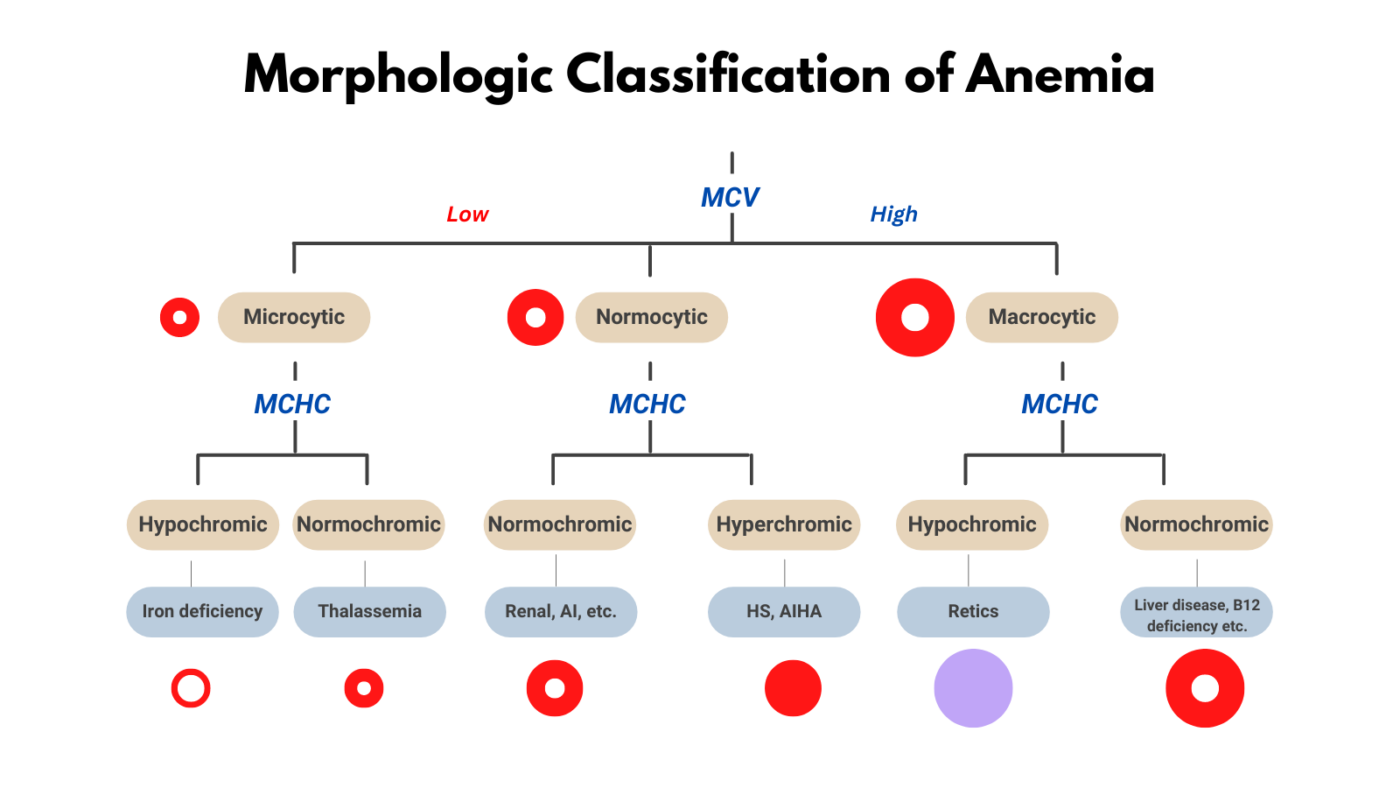 Mean Corpuscular Hemoglobin • The Blood Project