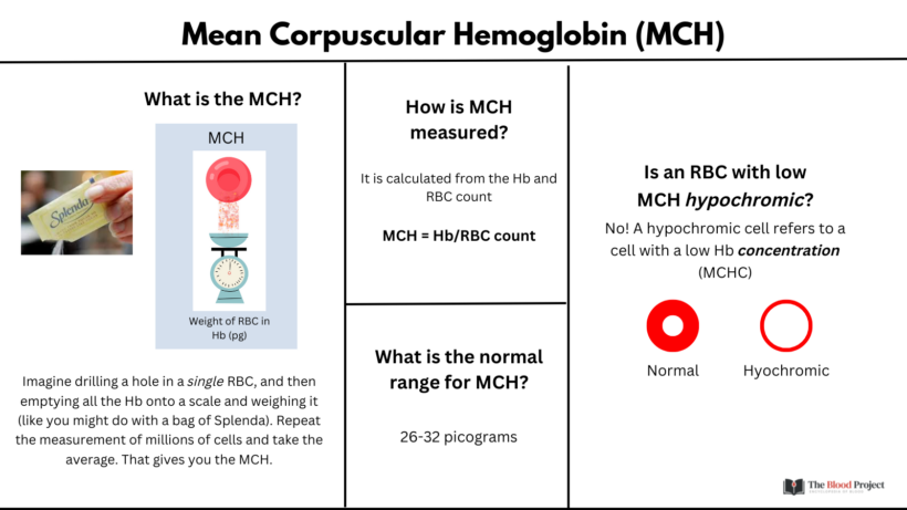 Mean Corpuscular Hemoglobin • The Blood Project